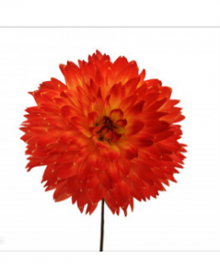 Art Addiction ACRYLIC SCULPTURE BOTANICAL FLOWER COLOR Father's Day