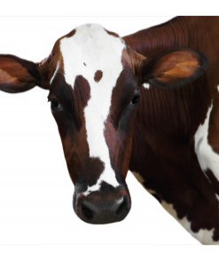 Art Addiction ACRYLIC SCULPTURE COW