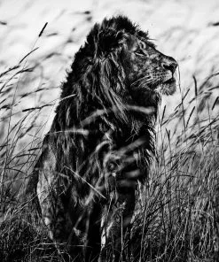 Teneus Publishing Gifts By Occasion The Family Album Of Wild Africa Book