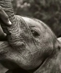 Teneus Publishing Gifts By Occasion Elephants In Heaven Book