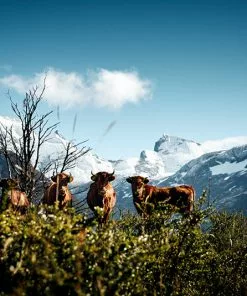 Teneus Publishing Gifts By Occasion The Cow Book